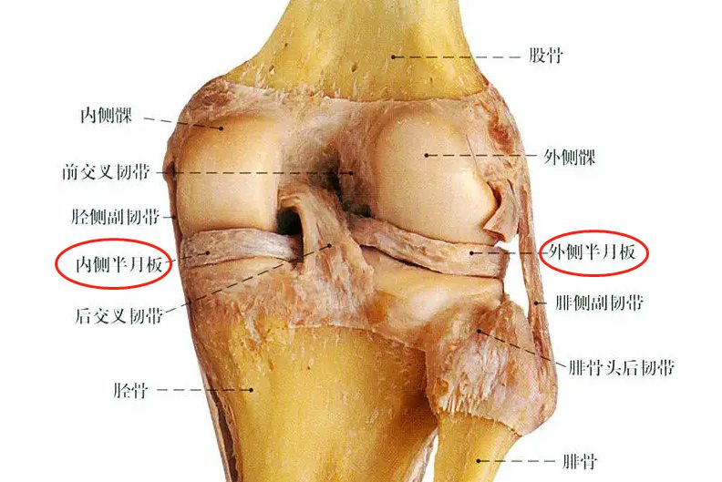 膝盖半月板