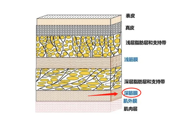 深筋膜层