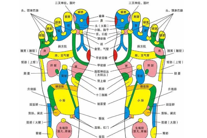 脚部穴位图