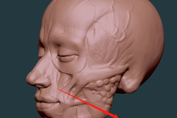 提上唇肌的位置