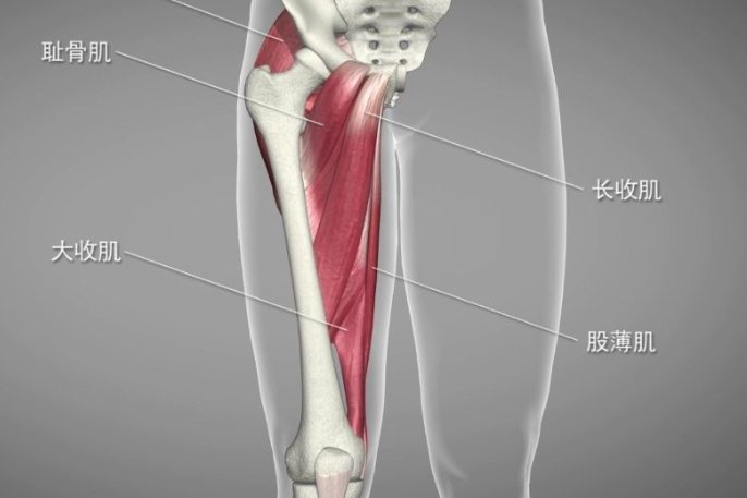 大腿内侧肌群