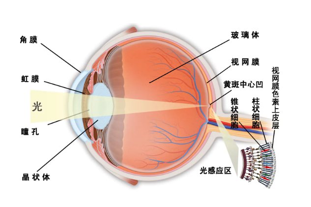 眼睛结构图
