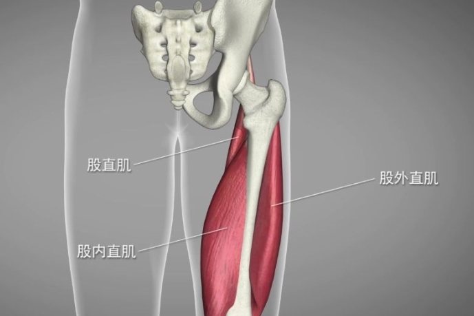 大腿后肌群