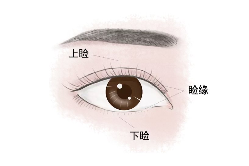 眼睑的位置图
