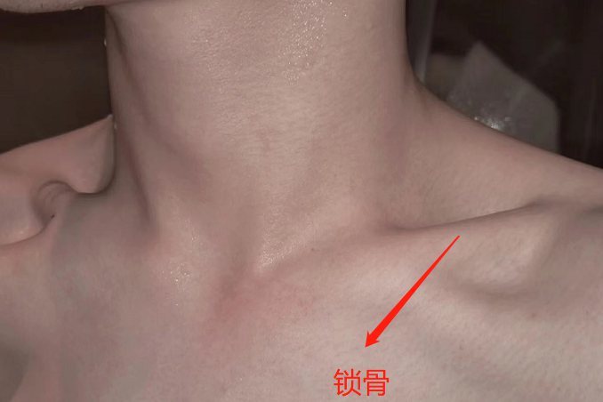锁骨图片
