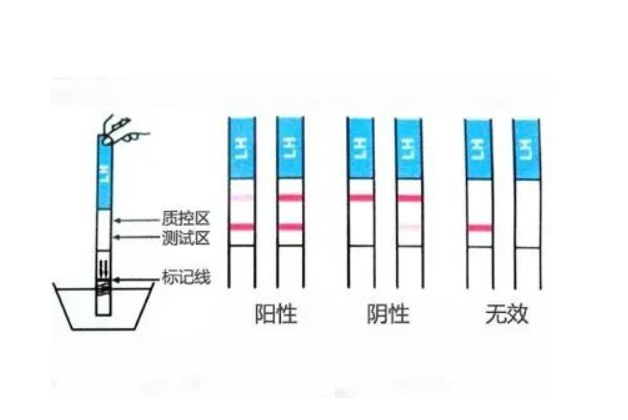 怀孕试纸测试图片