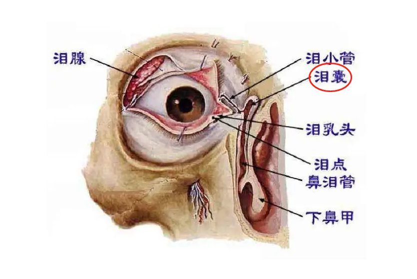 泪囊图片