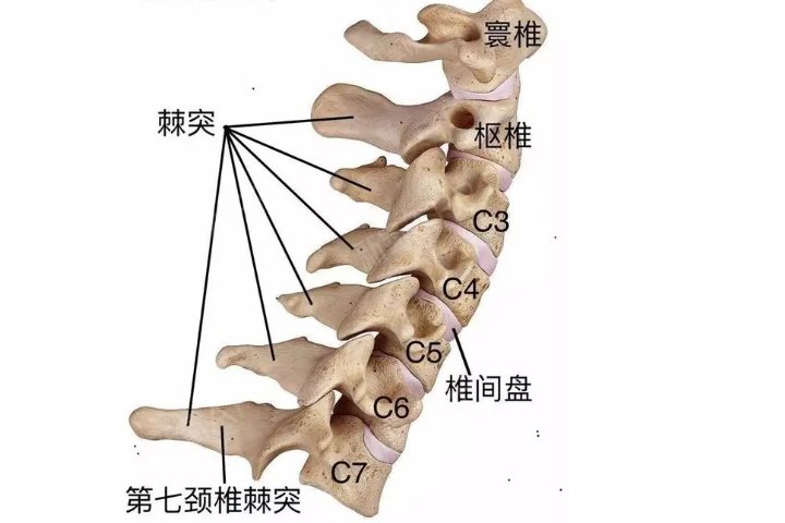 颈椎结构图
