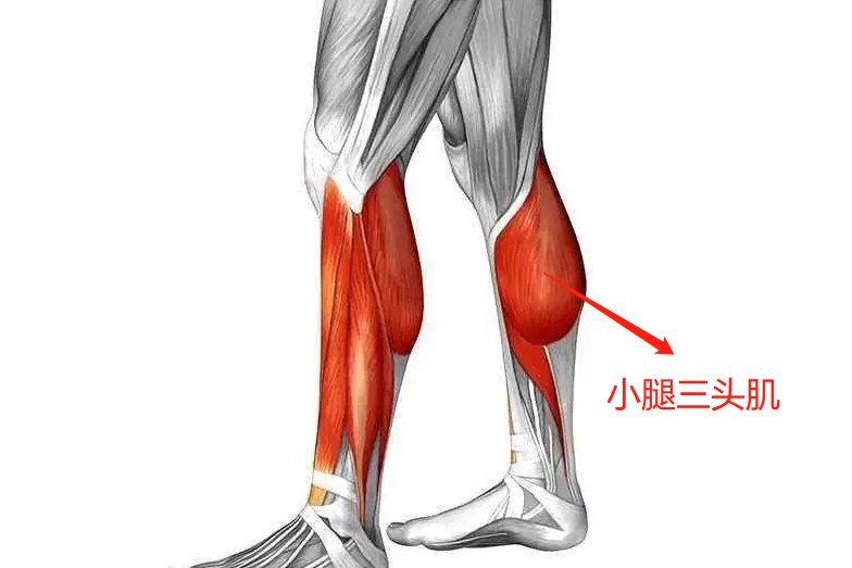 小腿三头肌