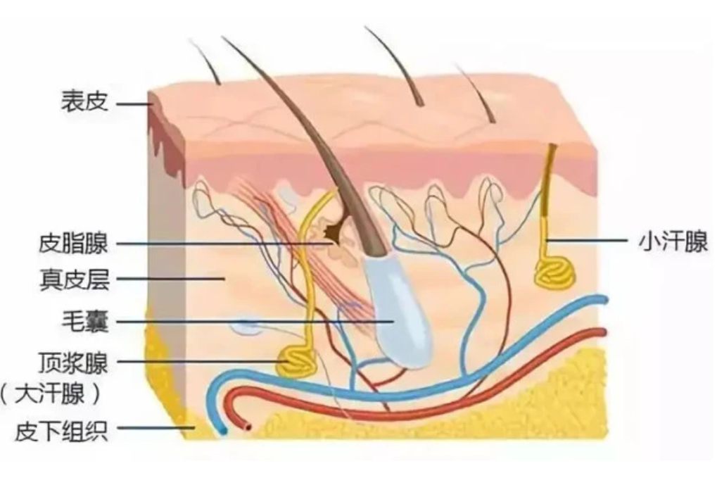 腋窝汗腺解剖图
