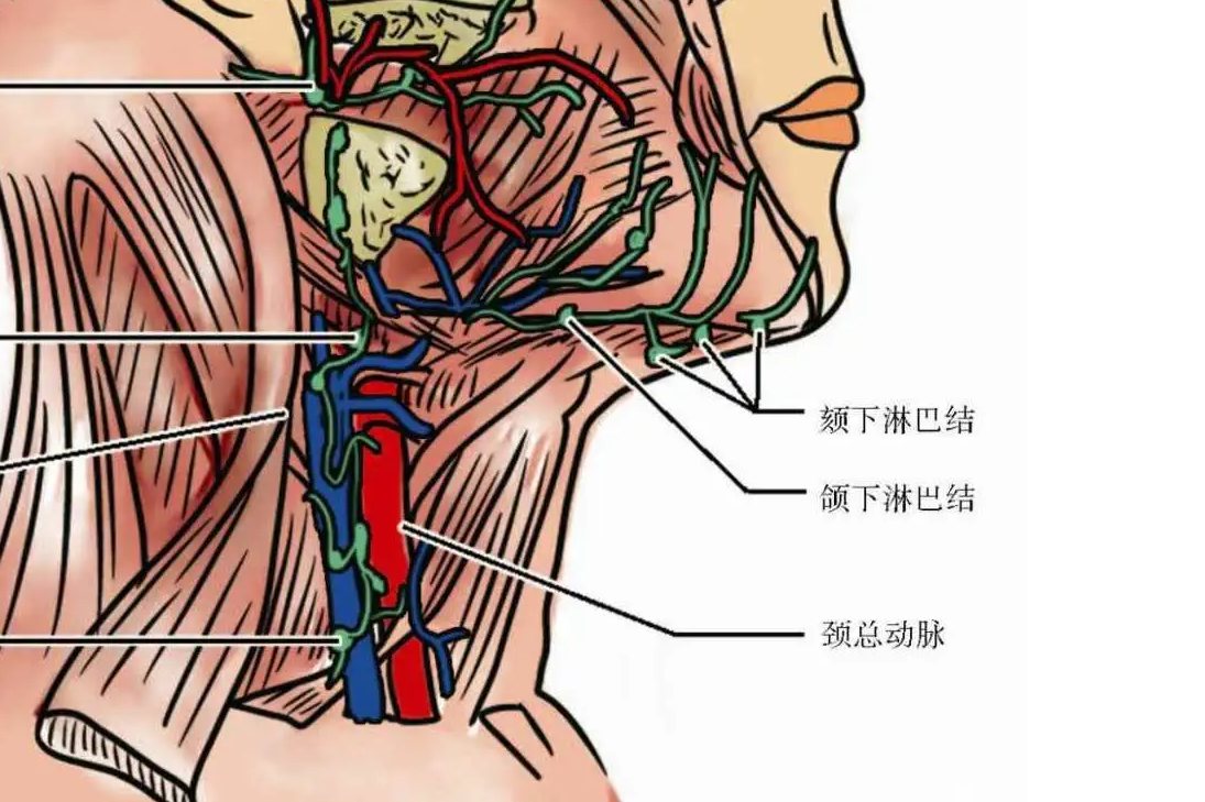 颌下淋巴结位置