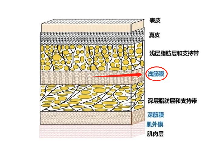 浅筋膜层