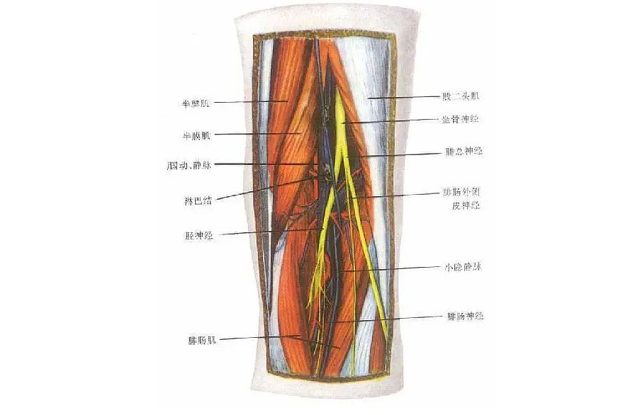 腘窝神经分布图