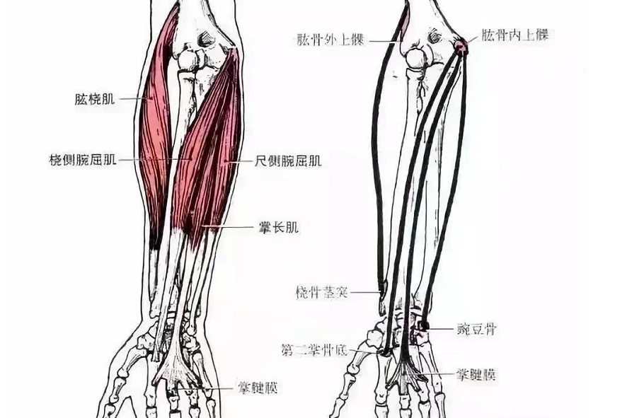 前臂肌