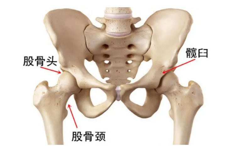 股骨头