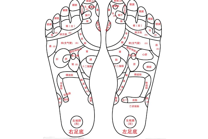 脚底经络图