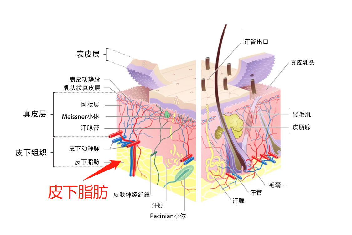 人体皮下脂肪解剖图片