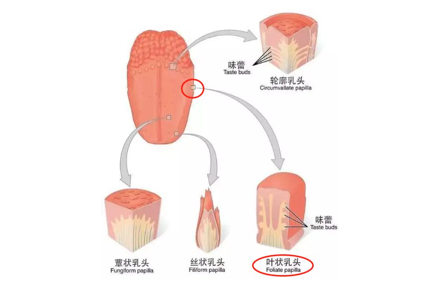 叶状乳头