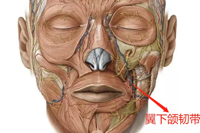 翼下颌韧带位置