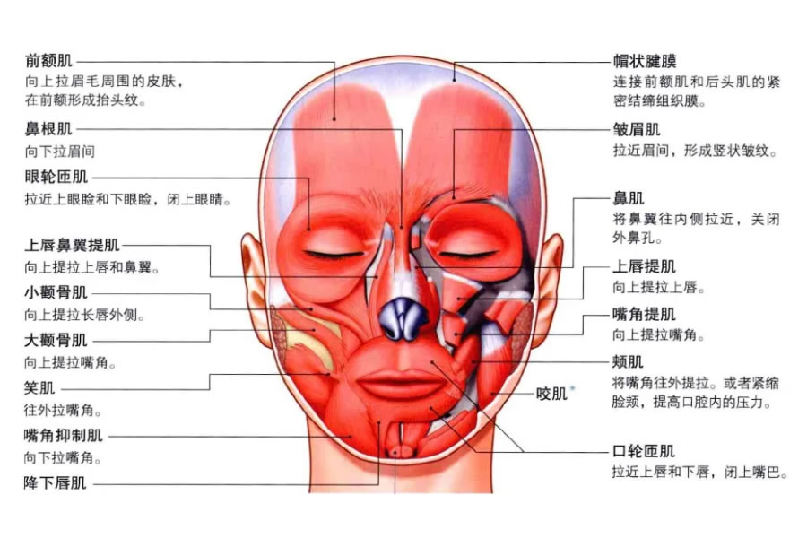 面部肌肉图