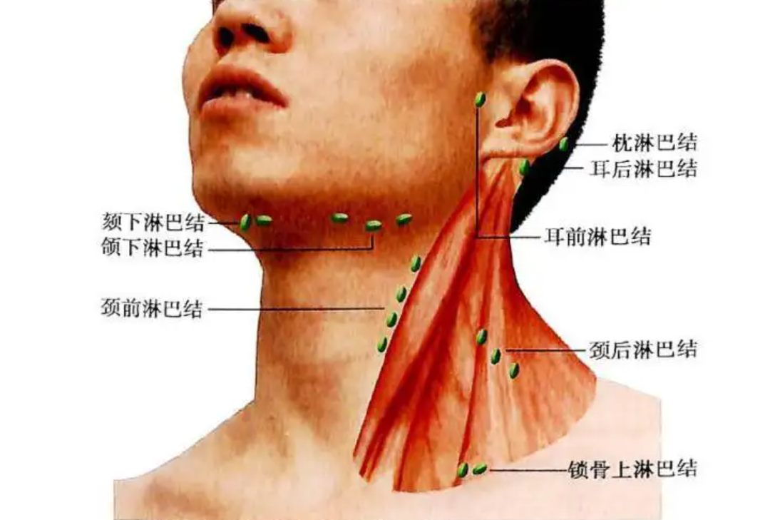 头部淋巴结分布图