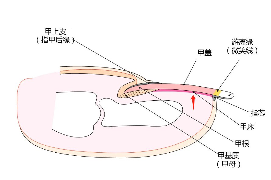 甲床部位图片