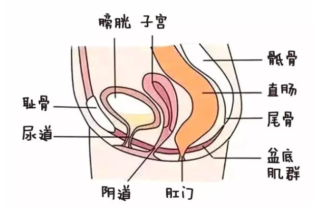女性膀胱位置
