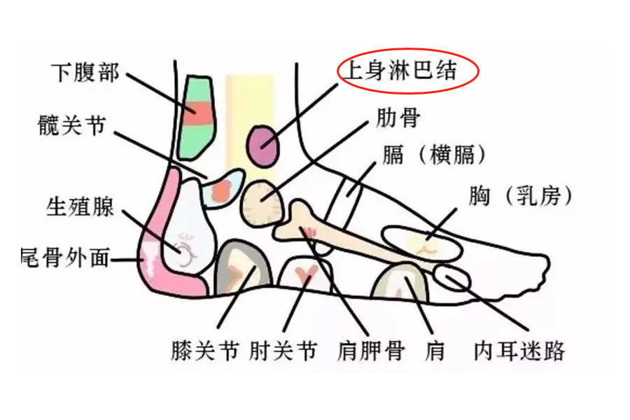 上身淋巴结反射区
