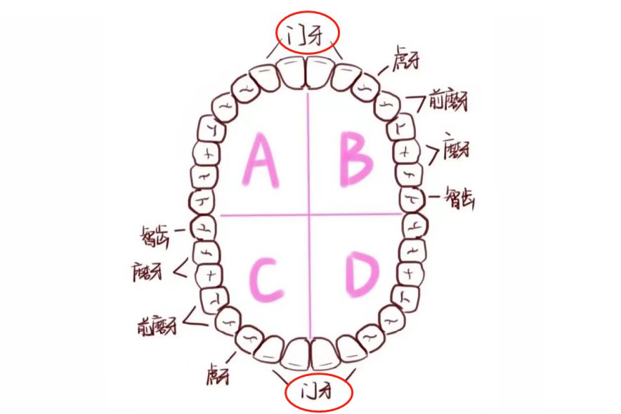 门牙结构图