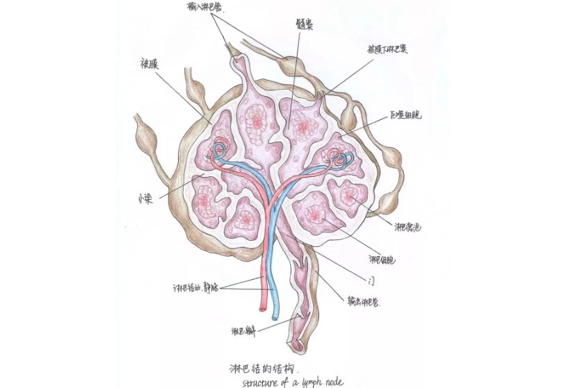 淋巴结形态结构