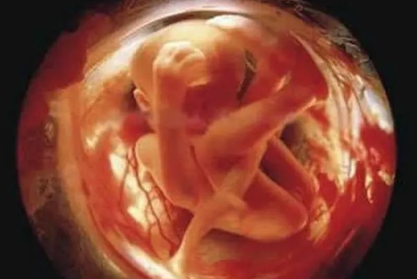 怀孕5个月胎儿图片