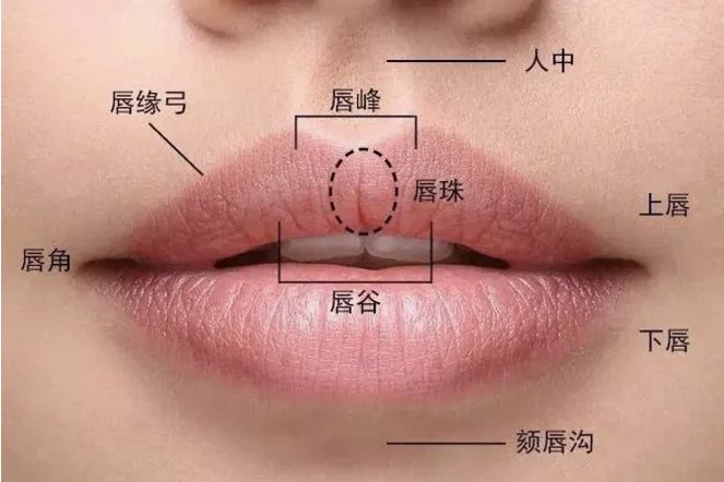 唇的结构图