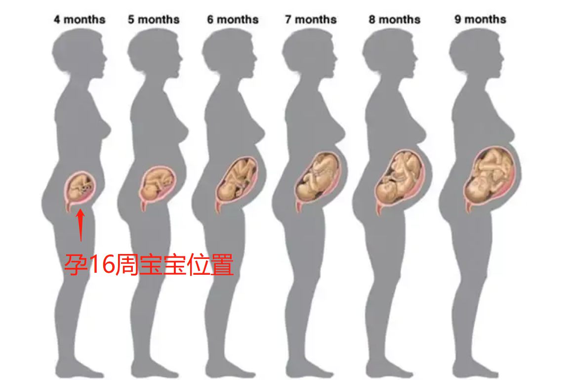 孕16周宝宝位置