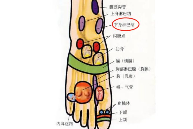 下身淋巴结反射区