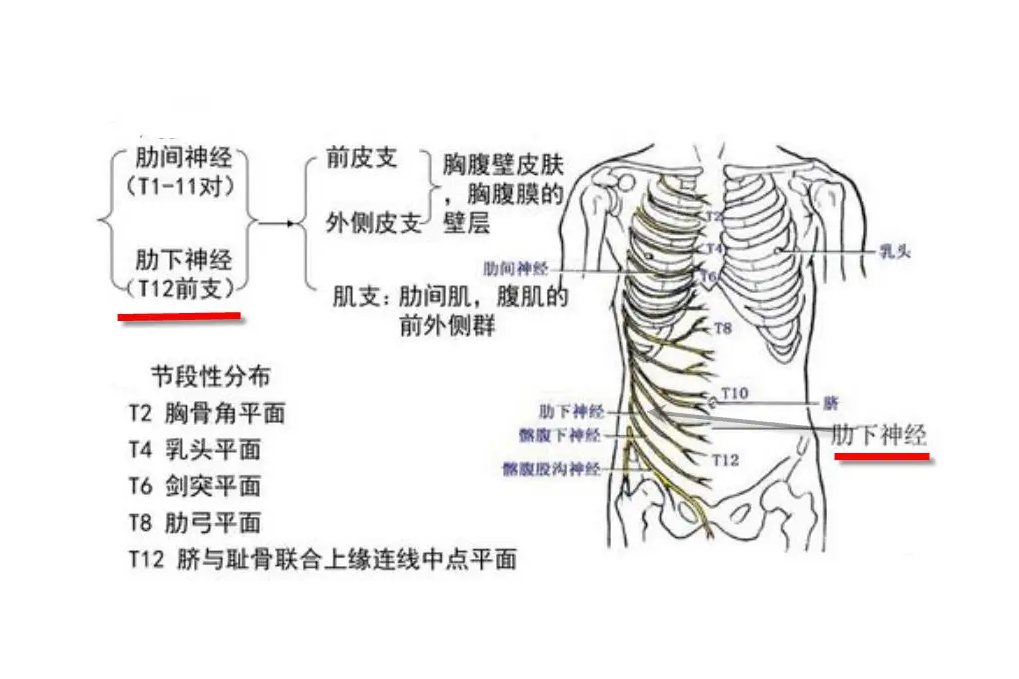 胸背区和腰区皮神经分布图