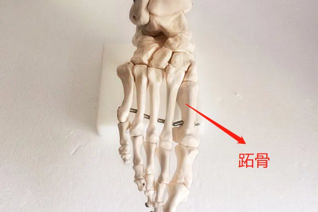 跖骨位置图