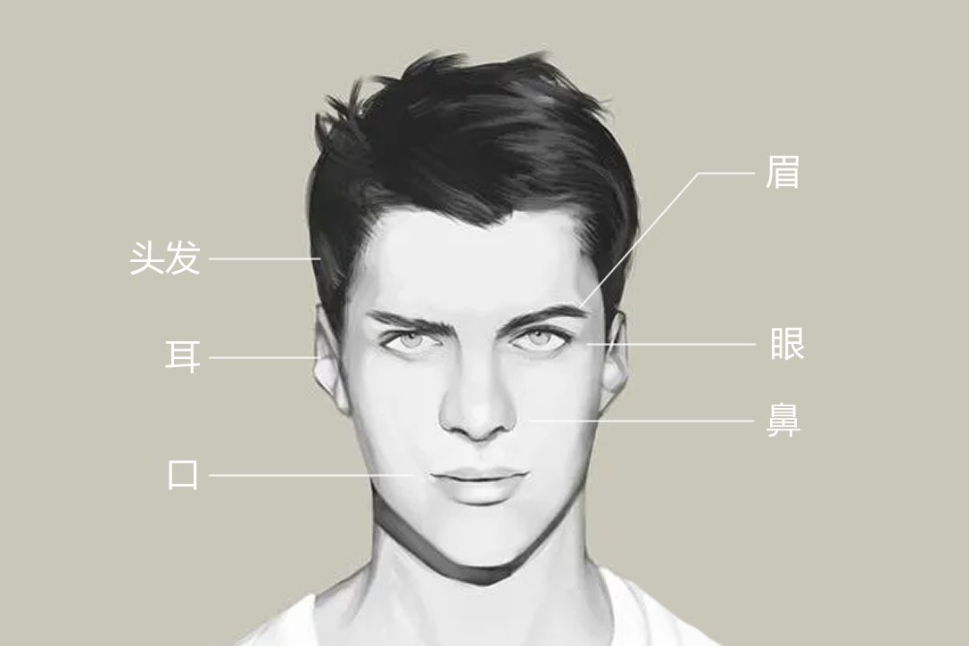 脸部部位名称详细图解
