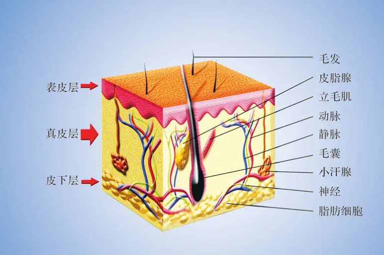 皮肤结构图