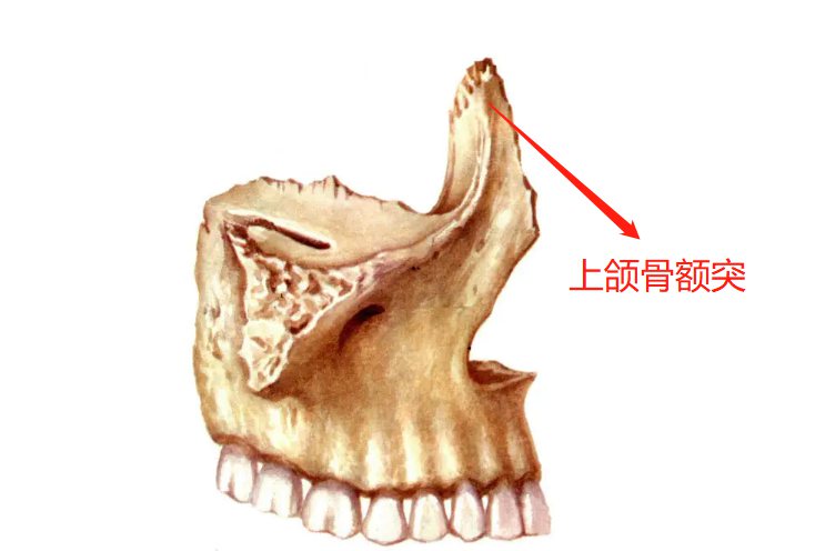 上颌骨额突位置图