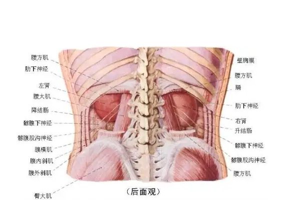 人体腰部结构图