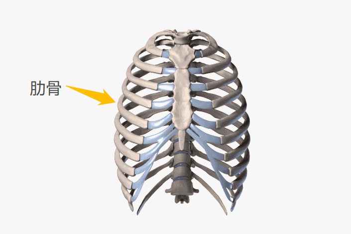 肋骨照片