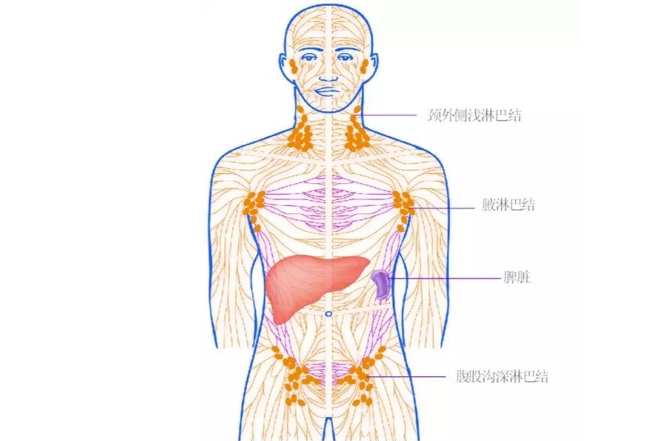 全身淋巴结分布图