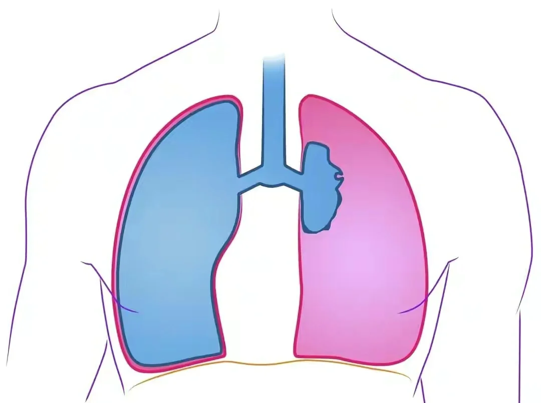 老年人肺气肿食疗_肺气肿老人的食疗_老年肺气肿吃什么食物