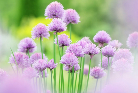 chromiumosr_chromiumosr_chromiumosr