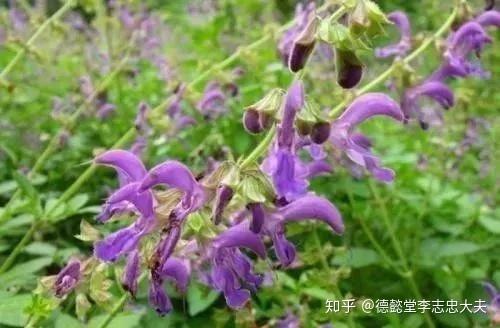 荨麻疹中医疗法_中医辨证治疗荨麻疹_中医治疗荨麻疹的原理