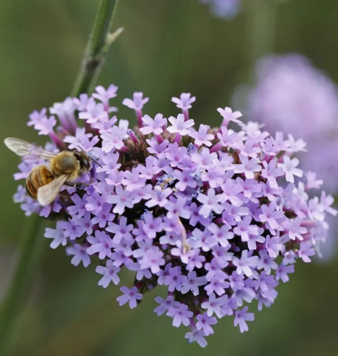 北京佑安医院怎么预约_北京佑安医院挂号多少钱_北京佑安医院挂号排队